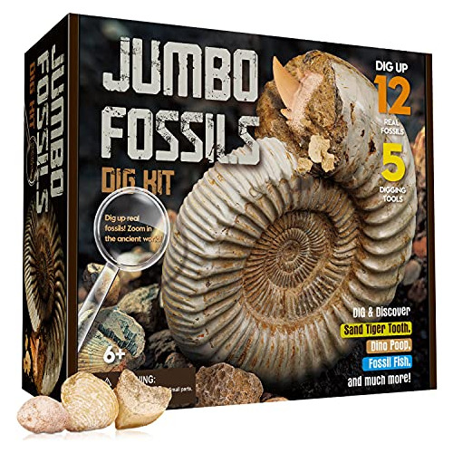Toys Jumbo Fossils Dig Kit - 12 Real Fossils, Dinosaur ...