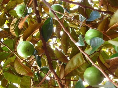 Arbol Caimito De 1.9 M. Tallo Grueso Pregunte Costo Envio