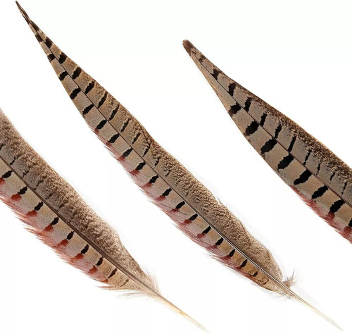 10 Plumas De Faisán Naturales Plumas 20-25cm Color Marrón