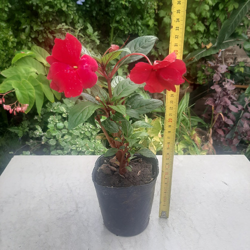 Imagen 3 de 6 de Planta Alegria Guineana Color Rojo Moron Raices Arcoiris