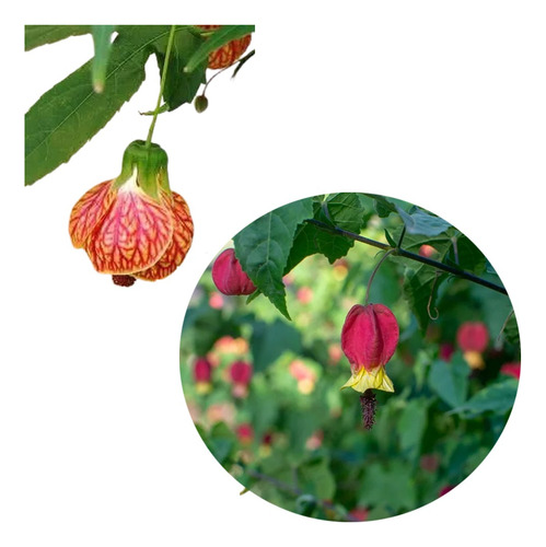 5 Mudas De Abutilon Vermelho Lanterna Chinesa Trepadeira 