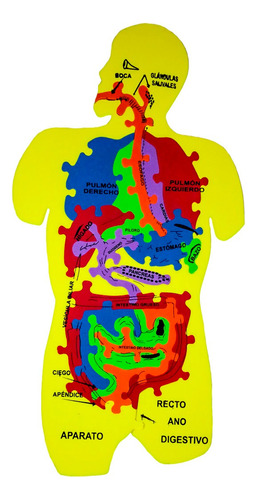 Rompecabezas Foami Didactic Df Aparato Digestivo Pack 4