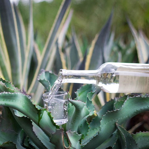 Paquete De 3 Mezcal Aluchín Espadín 750 Ml