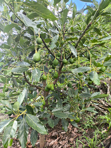 10 Kg Aguacate Hass