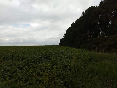 Imagen 4 de 8 de Excelente Campo Agrícola En Torres