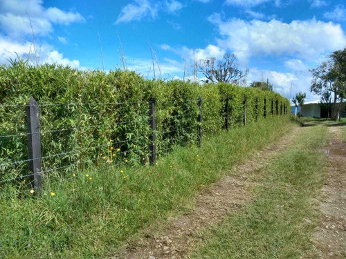 Imagen 8 de 14 de Finca En La Ceja 38 Mil Mts 2.200 Millones