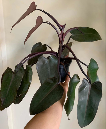 Philodendron Erubescens Rubro