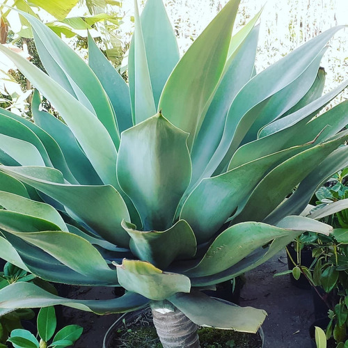 Agave Attenuata (mexicano)  M10