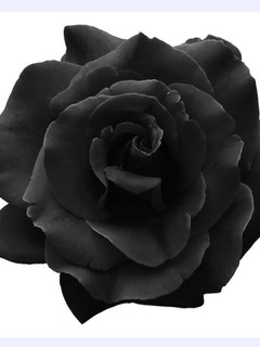 Flores Negras | MercadoLibre ????