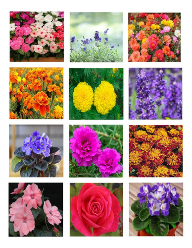 Combo 6 Mudas Flores Diversas Lavanda,vinca, 11 Horas,coleus