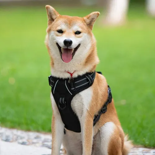 Arnés Táctico Ajustable Con Correa Para Perros Grandes