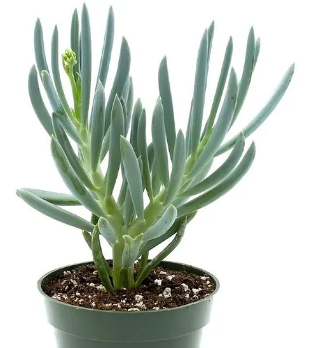 comprar Muda De Suculenta Senecio Mandraliscae Coloração Azul