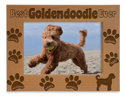 Marco  El Mejor Goldendoodle  Para Amantes De Perros