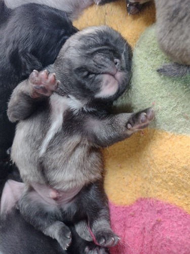 Imagem 4 de 4 de Filhotes De Pug