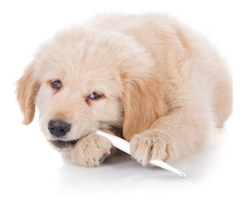 Cepillos De Dientes Para Perro