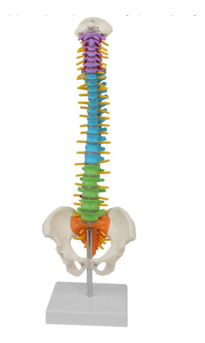 Modelo Anatômico Coluna Vertebral Humana Colorido 45cm