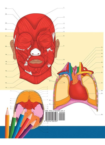 Libro Para Colorear De Neuroanatomía + Anatomía Y Fisiología