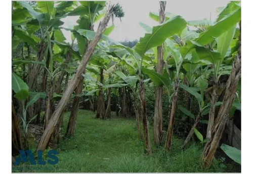 Finca Independiente En Rionegro - El Tablazo(mls#249941)