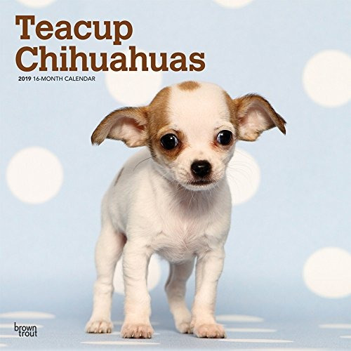 Taza De Te Chihuahuas 2019 12 X 12 Pulgadas Mensual Calendar