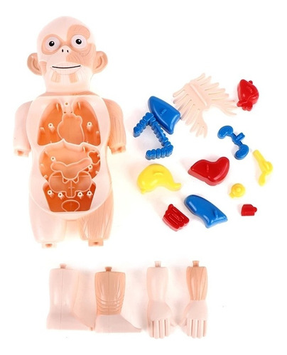 Juguetes Educativos De Anatomía De Órganos Del Cuerpo Humano