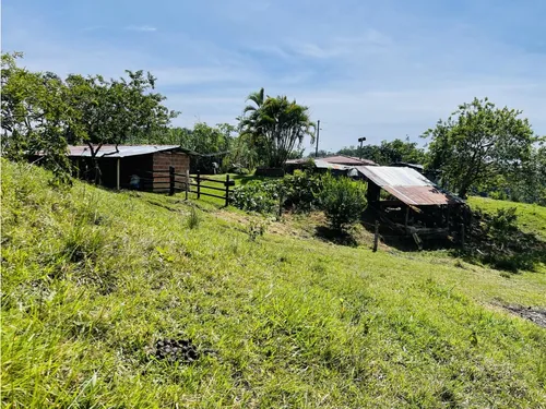 Se Vende Finca Productiva En San Roque, Antioquia.