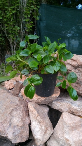 Planta. Colita De Ratón. Con O Sin Maceta De Colgar. Chica