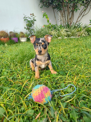 Pinscher Miniatura Merle Ojos Celestes 