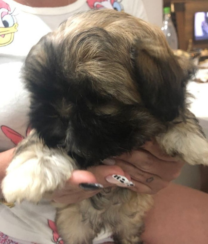 Imagem 4 de 4 de Vende-se Filhotes De Shih Tzu Fêmea