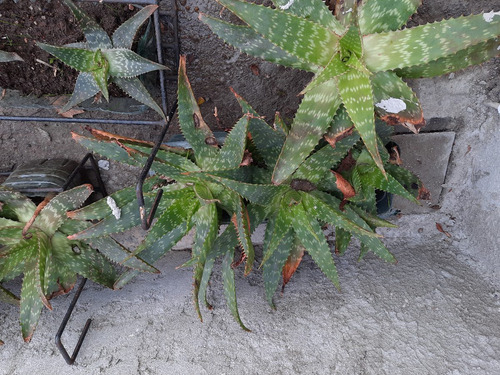 Imagen 10 de 10 de Planta Aloe Vera Medicinal: Envio Gratis Solo Montevideo