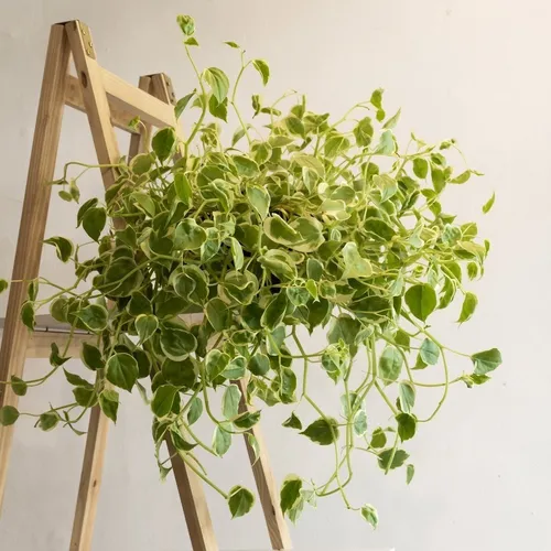 Muda de <em>Peperomia scandens</em>