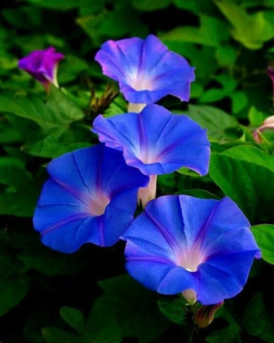 Semillas De Suspiro Azul Para Bellos Jardines