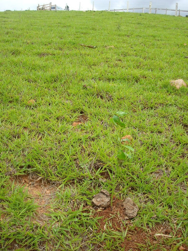 Imagem 5 de 14 de Terreno Em Camanducaia/mg