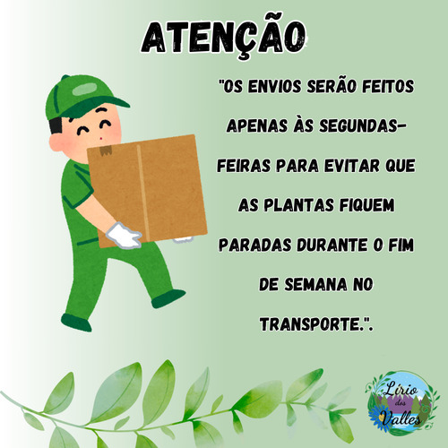 Muda Cipó Tapiá Camptosema Spectabilis - Atrai Polinizadores
