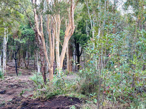 Parecela En Condominio Con Bosque, Puerto Varas