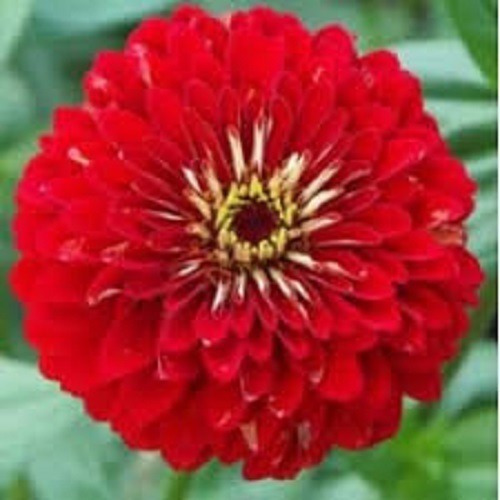 Zinnia Gigante Da Califórnia Vermelha - 1g = 180 Sementes