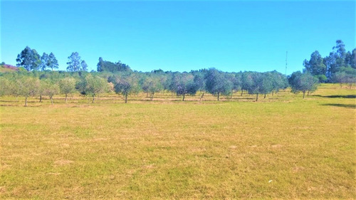 Chacra De 5 Hs. Con 1.000 Olivos En Produccion De 14 Años- Ref: 4232