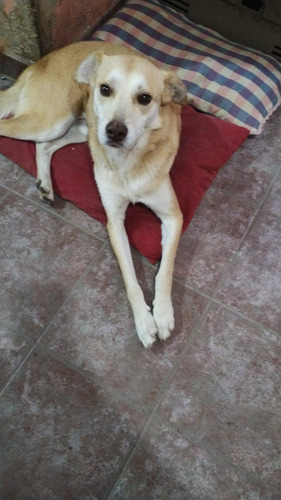 Rubio, Cruza Labrador, Un Bombón. En Adopción !! Leer Todo !