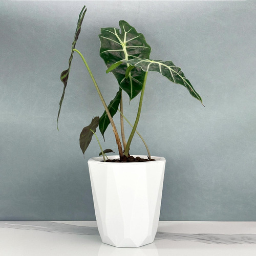Maceta De Autorriego Para Plantas, Decoración Del Hogar, M