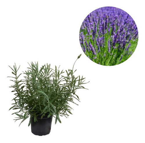 Kit Com 2 Mudas: 1 Lavanda Vaso + 1 Clúsia Verde + Manual