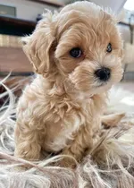 Comprar Maltipoo Cachorros Tiernos