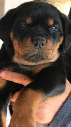 Canil Top Filhos Alemão Importado Adk Rottweiler.