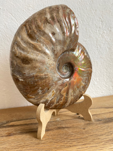 1 Ammonite Opalizado Fosil 390gr Natural Excelente Calidad