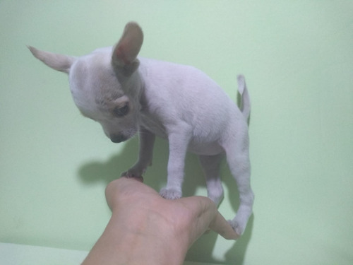 Cachorra Chihuahua Blanca Miniatura Vacunada 