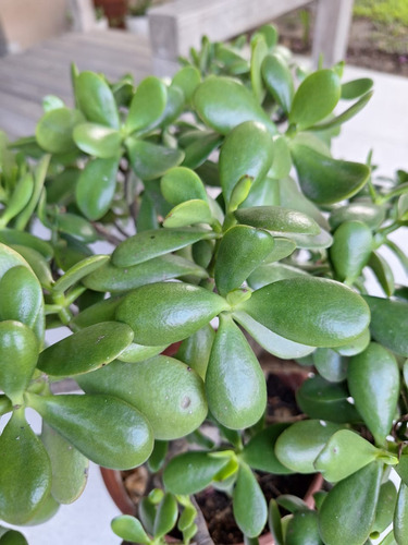 Planta De Jade (suculenta) Grande En Maceta De Barro 30x30 Sin Flor