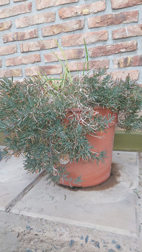 Lote De Macetas Con Plantas Varias (Usado)