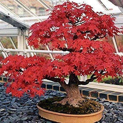 40 Sementes Bonsai Acer Palmatum Vermelho Árvore P/ Mudas