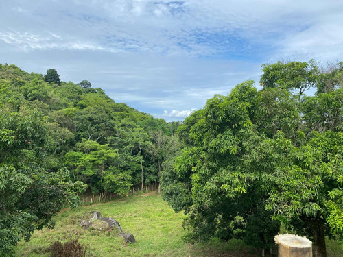 Terreno Com Pomar E Nascente