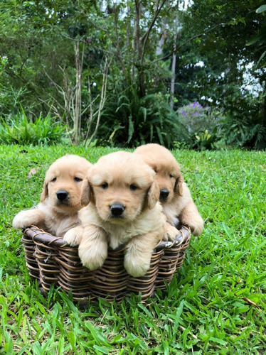 Imagen 3 de 5 de Golden Retriever