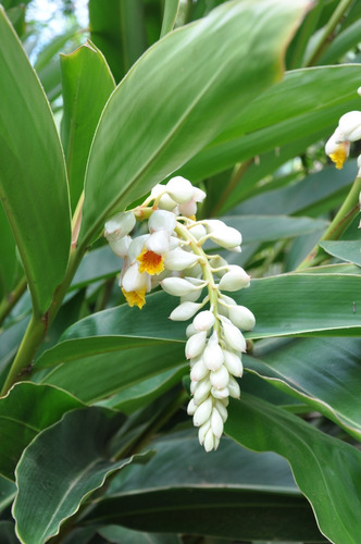 Bulbo Alpinia Zerumbet - Azucena De Porcelana, Cana Do Brejo
