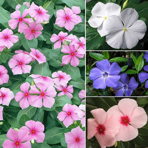 60 Sementes De Vinca Madagascar Espécie Exótica
